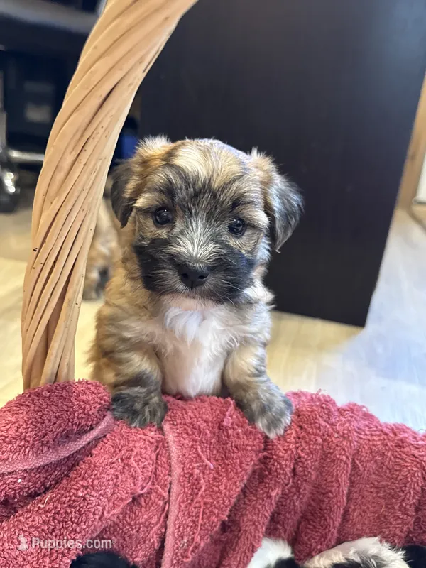 Fannie – Maltese, Yorkshire Terrier puppy for sale in Irvington, KY