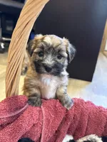 Fannie, a female Maltese and Yorkshire Terrier for sale in Irvington, KY – 1 of 10