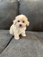 Dewdrop, a male Maltipoo for sale in Irvington, KY – 6 of 10