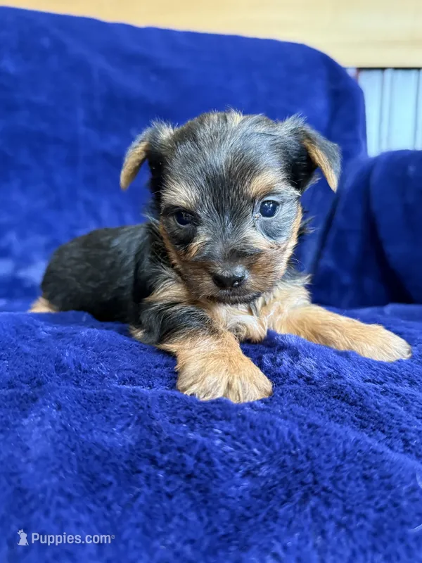 Barley – Yorkshire Terrier puppy for sale in Irvington, KY