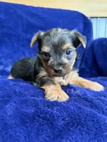 Barley, a male Yorkshire Terrier for sale in Irvington, KY – 1 of 8