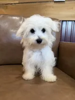 Hazel, a female Maltese for sale in Irvington, KY – 3 of 10