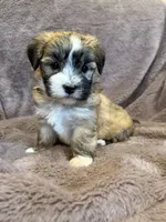 Felicity, a female Maltese and Yorkshire Terrier for sale in Irvington, KY – 2 of 10