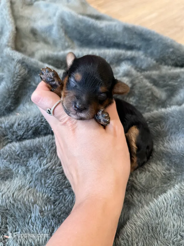 Mateo – Yorkipoo puppy for sale in Irvington, KY