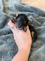 Mateo, a male Yorkipoo for sale in Irvington, KY – 1 of 3