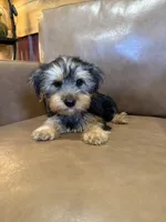 Apollo, a male Yorkshire Terrier for sale in Irvington, KY – 3 of 10