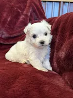 Hazel, a female Maltese for sale in Irvington, KY – 7 of 10