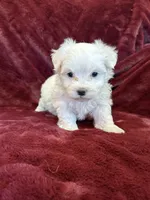 Hannah, a female Maltese for sale in Irvington, KY – 6 of 7
