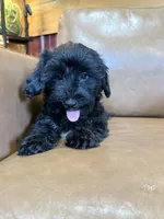 SALE!! Paisley , a female Yorkipoo for sale in Irvington, KY – 7 of 8