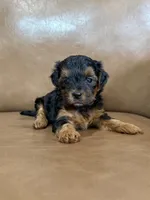 Petey, a male Yorkipoo for sale in Irvington, KY – 5 of 6