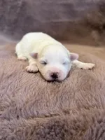 Klara , a female Maltese for sale in Irvington, KY – 3 of 6