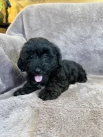 Paisley, a female Yorkipoo for sale in Irvington, KY – 8 of 10