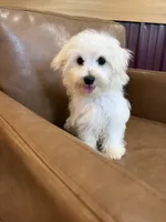 Hazel, a female Maltese for sale in Irvington, KY – 4 of 10