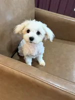 Harris, a male Maltese for sale in Irvington, KY – 8 of 10