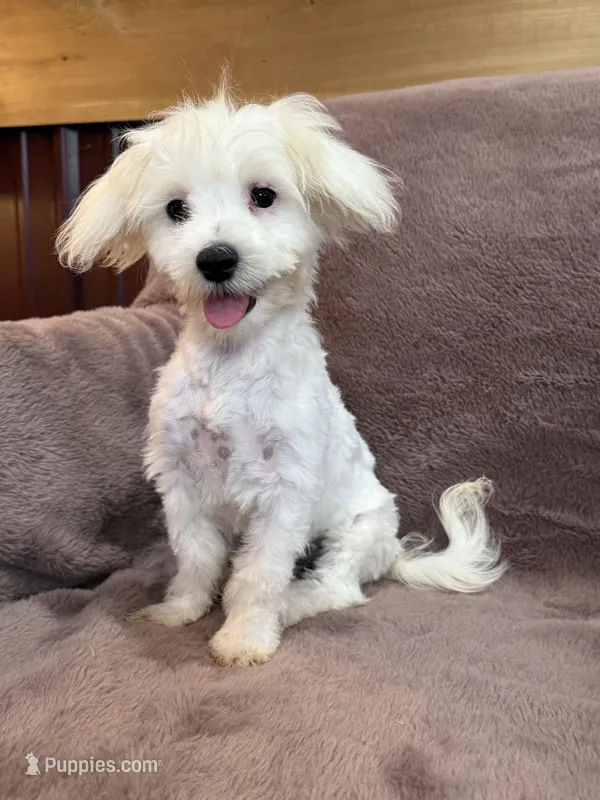 Hannah – Maltese puppy for sale in Irvington, KY
