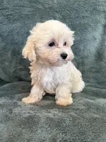 Theodore, a male Maltipoo for sale in Irvington, KY – 9 of 10