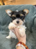 Yuri, a male Yorkshire Terrier for sale in Irvington, KY – 4 of 8