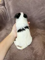 Cleo, a female Morkie for sale in Irvington, KY – Photo 7 of 10