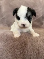 Cleo, a female Morkie for sale in Irvington, KY – Photo 6 of 10