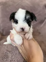 Cleo, a female Morkie for sale in Irvington, KY – Photo 3 of 10