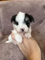 Cleo, a female Morkie for sale in Irvington, KY – Photo 4 of 10