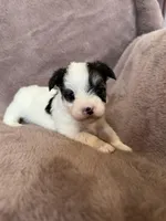 Cleo, a female Morkie for sale in Irvington, KY – Photo 8 of 10