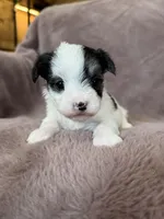 Cleo, a female Morkie for sale in Irvington, KY – Photo 9 of 10