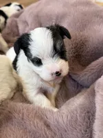 Cleo, a female Morkie for sale in Irvington, KY – Photo 10 of 10