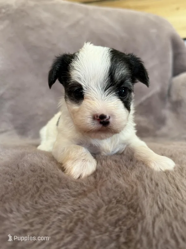 Cleo – Morkie puppy for sale in Irvington, KY