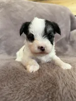 Cleo, a female Morkie for sale in Irvington, KY – Photo 1 of 10