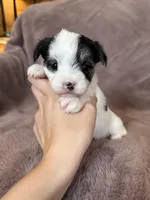 Cleo, a female Morkie for sale in Irvington, KY – Photo 2 of 10