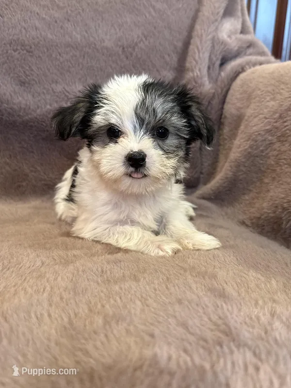 Cleo – Morkie puppy for sale in Irvington, KY