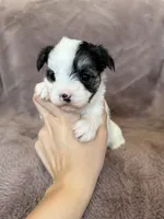 Cleo, a female Morkie for sale in Irvington, KY – Photo 5 of 10