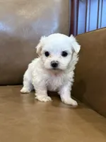 Hughie, a male Maltese for sale in Irvington, KY – 4 of 8