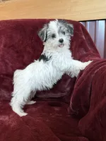 Cleo, a female Morkie for sale in Irvington, KY – 5 of 9