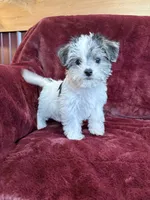 Cleo, a female Morkie for sale in Irvington, KY – 4 of 9