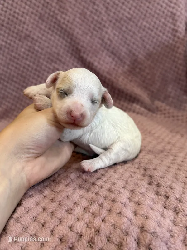 Juno – Maltipoo puppy for sale in Irvington, KY