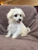 Henny, a female Maltese for sale in Irvington, KY – 9 of 10