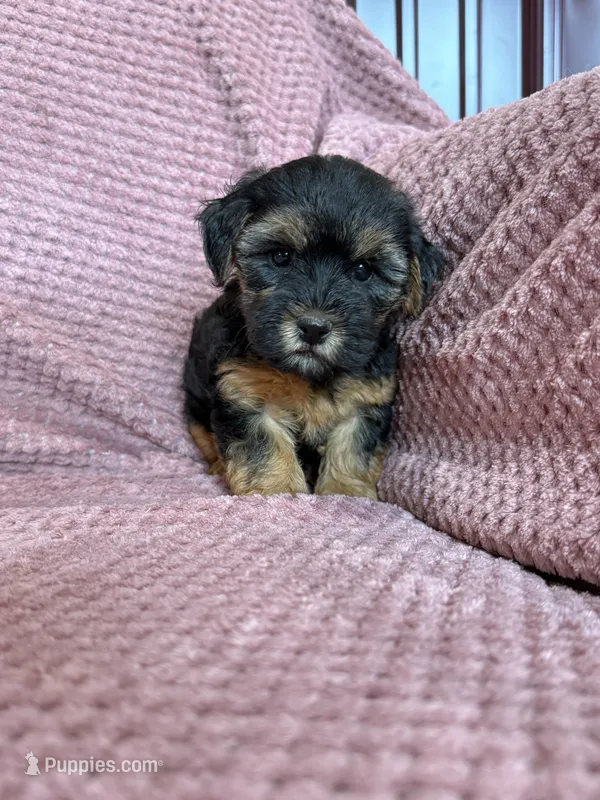 Pixie – Yorkipoo puppy for sale in Irvington, KY