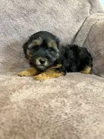 Pixie, a female Yorkipoo for sale in Irvington, KY – 2 of 10