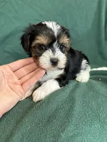 Sunny, a male Yorkshire Terrier for sale in Irvington, KY – 8 of 10