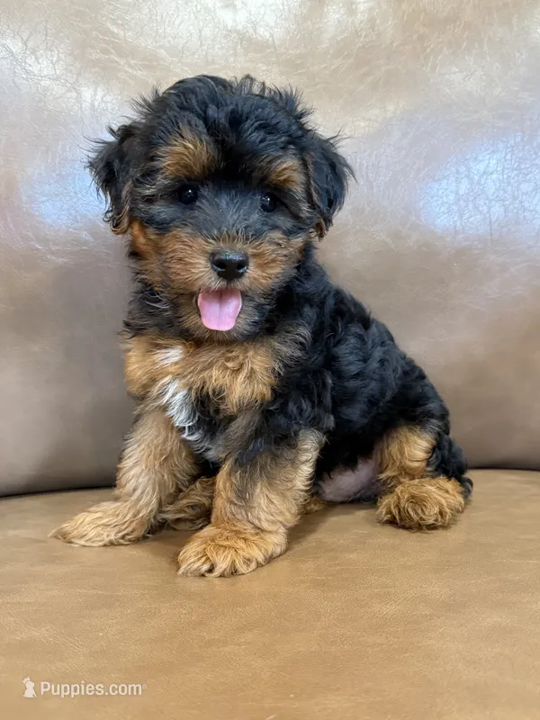 Petey – Yorkipoo puppy for sale in Irvington, KY