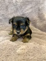 Dandelion, a female Yorkshire Terrier for sale in Irvington, KY – 6 of 9