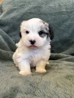 Fabian, a male Maltese and Yorkshire Terrier for sale in Irvington, KY – 8 of 10