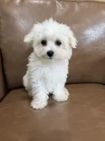 Henny, a female Maltese for sale in Irvington, KY – 5 of 10