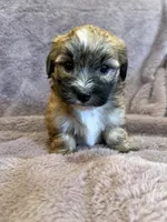 Fannie, a female Maltese and Yorkshire Terrier for sale in Irvington, KY – 9 of 10