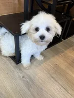 SALE!! Harris, a male Maltese for sale in Irvington, KY – 8 of 10