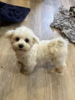 SALE!! Harris, a male Maltese for sale in Irvington, KY – 4 of 10