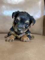 Beau, a male Yorkshire Terrier for sale in Irvington, KY – 4 of 10