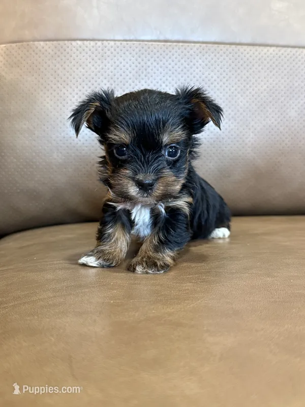 Dimitri – Yorkshire Terrier puppy for sale in Irvington, KY